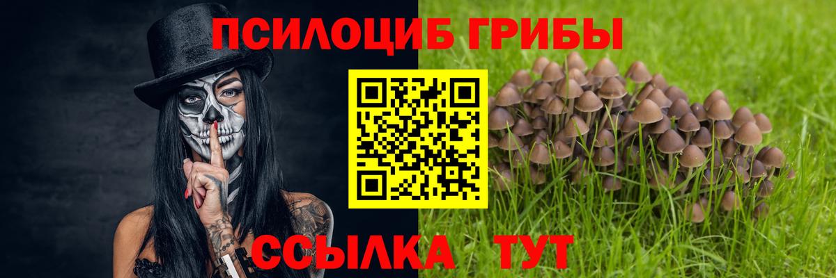 Псилоцибиновые грибы ЛСД  Вход с VPN  Новоалтайск  купить  сайты  Галлюциногенные грибы Psilocybe 